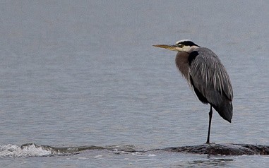 Accueil - Oiseau