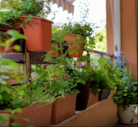 Plantes vertes