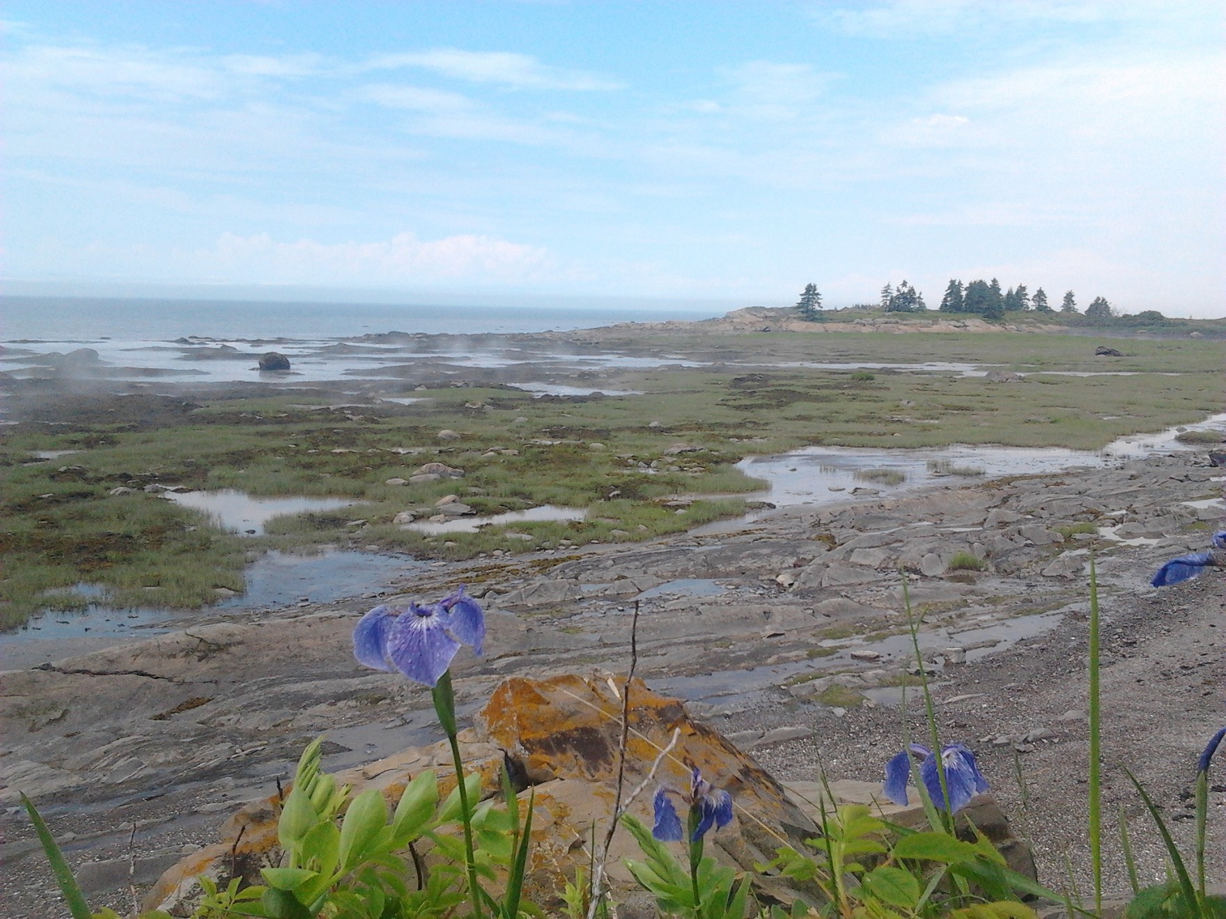 Emblème iris versicolore (Photo : © Frédéric Sarault)